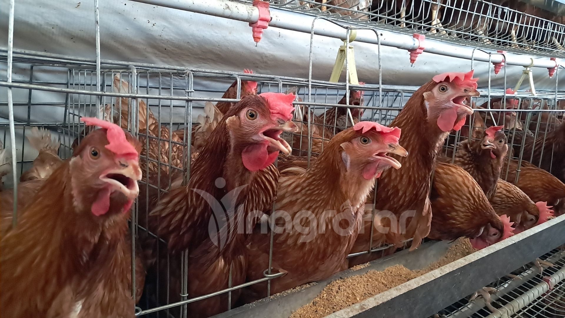 Gallinas ponedoras inagrofar